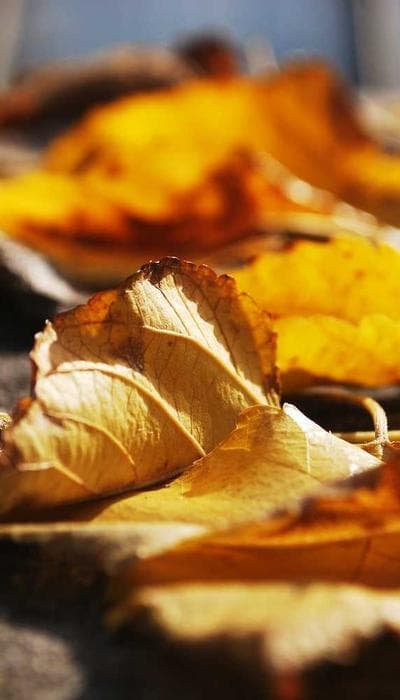 Morning skincare routine with SPF application demo